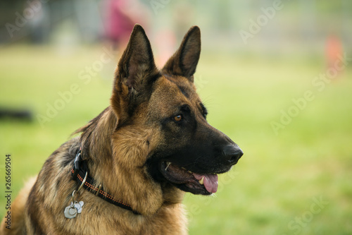 Belgian shepherd