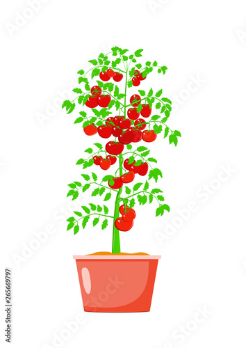 Big bush tomato in the pot. Concept of harvest and ripe vegetables. Flat vector illustration isolated on white background