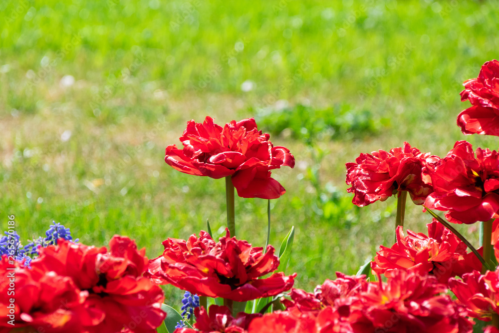 Eine einzelne leinblättrige rote Tulpe Eine einzelne leinblättrige rote Tulpe