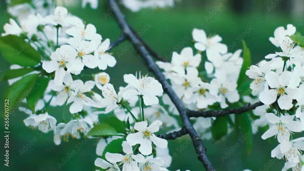 blooming cherry tree in spring on a clear day in the wind. Positive summer background blooming cherry tree in spring on a clear day in the wind. Positive summer background