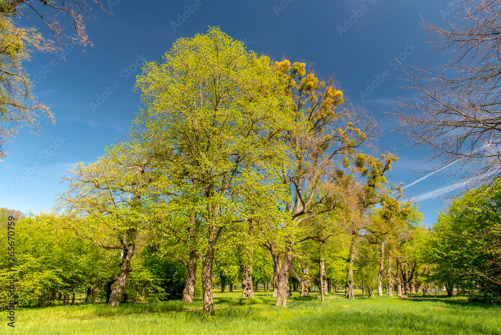 Fototapeta premium Baumformation