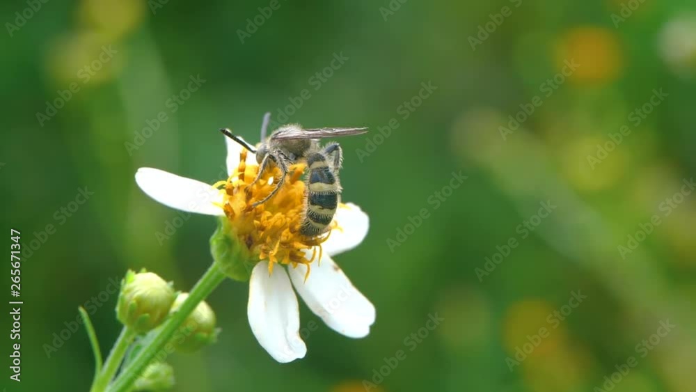 bee, nectar, flower, nature, honey, insect, yellow, garden, pollen, plant, macro, closeup, white, fly, animal, blossom, pollination, wild, beautiful, beauty, sweet, green, floral, honeybee, natural, w bee, nectar, flower, nature, honey, insect, yellow, garden, pollen, plant, macro, closeup, white, fly, animal, blossom, pollination, wild, beautiful, beauty, sweet, green, floral, honeybee, natural, w