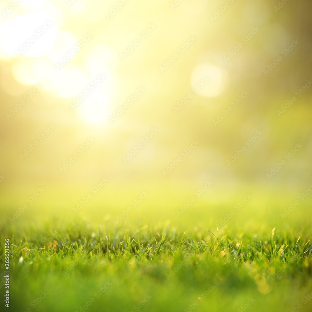 Spring and nature background concept, Close up green grass field ...