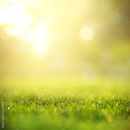 Spring and nature background concept, Close up green grass field with blurred park background and sunlight. © oatawa