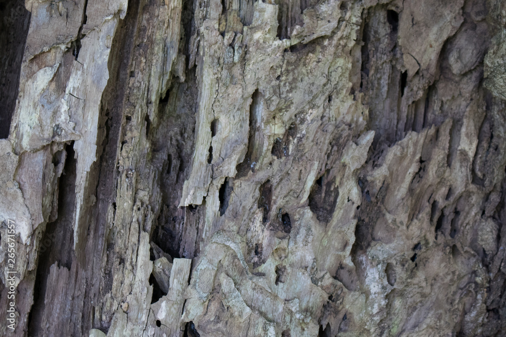 Old tree bark brown gray texture background. Old tree bark brown gray texture background.