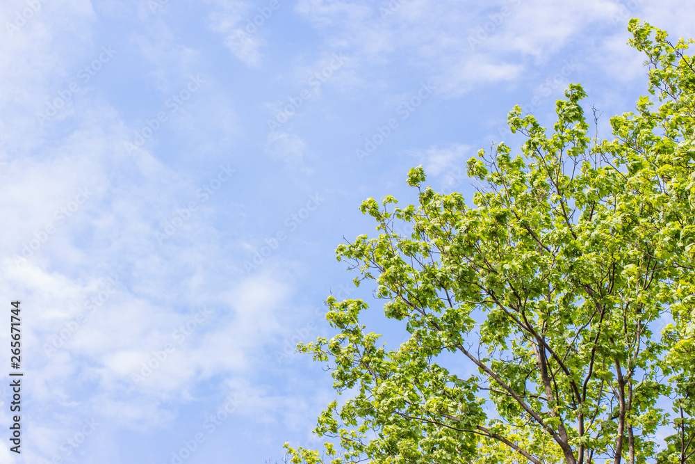 Tree against the blue sky in spring.