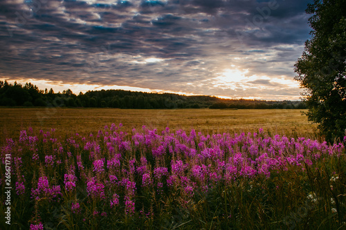 Summer field landscape. Russian open spaces. Field and sky field background © alenka2194