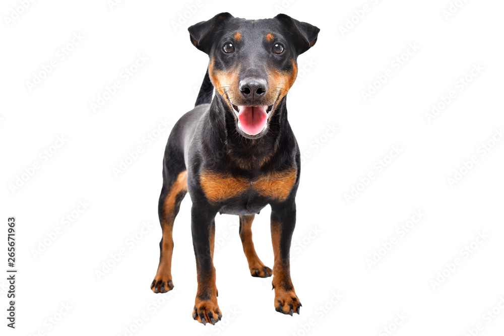 Funny dog breed Jagdterrier standing isolated on white background