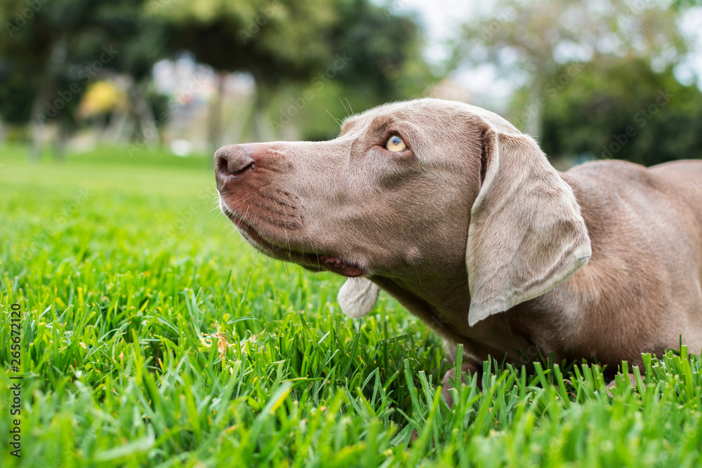 Close-up of the profile of a Weimaraner dog with yellow eyes on the green lawn in hunter position.