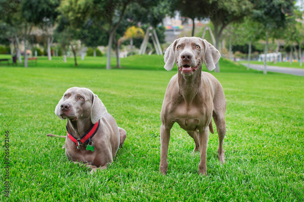 Two weimaraner dogs on the lawn, one sitting and the other lying down with his collar around his neck, both facing forward.
