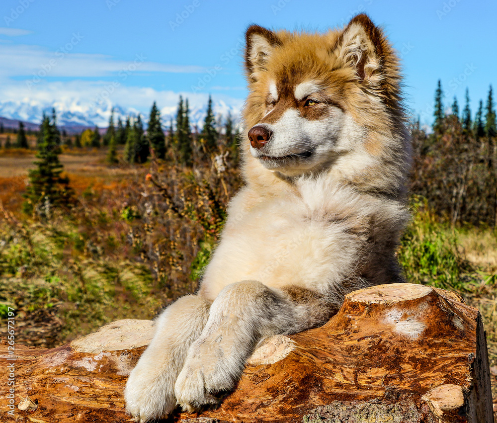 Fototapeta premium Alaskan Giant Malamute puppy at a lodge in Alaska 