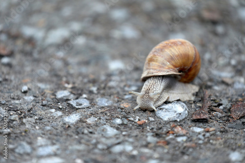 Schnecke auf einem Feldweg