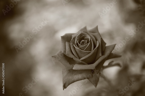 モノクロのバラ（Klaus Stortebeker） photo