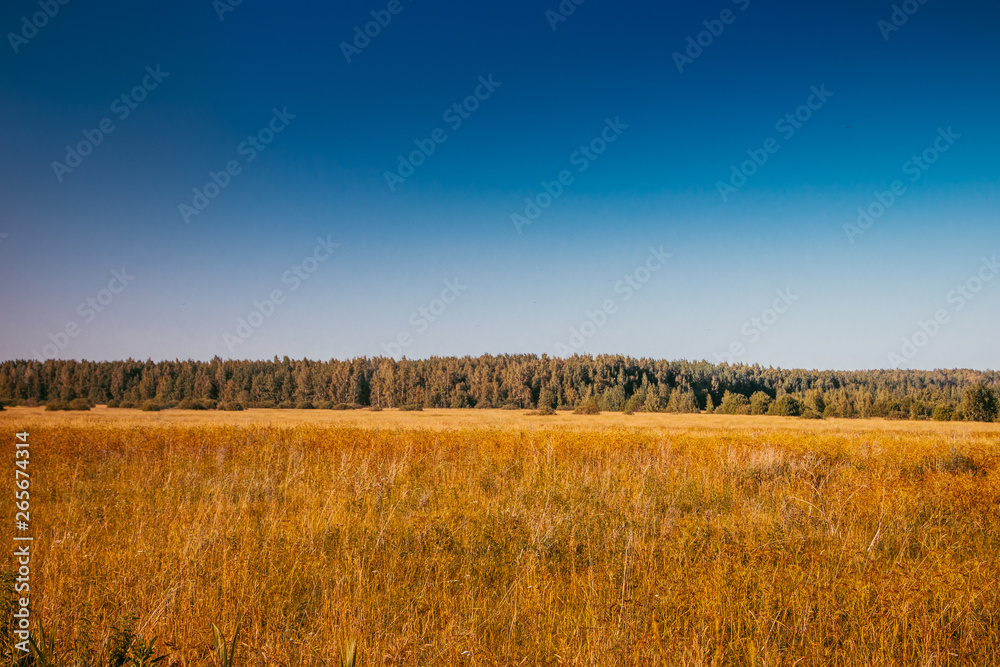 Summer field landscape. Russian open spaces. Field and sky field background