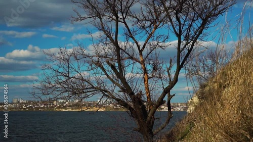 Beautiful steady view on old tree growing on river beach with white clouds floating slowly in clear blue sky