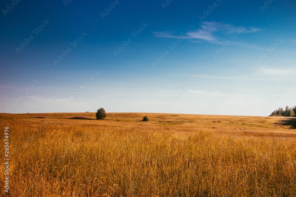 Summer field landscape. Russian open spaces. Field and sky field background