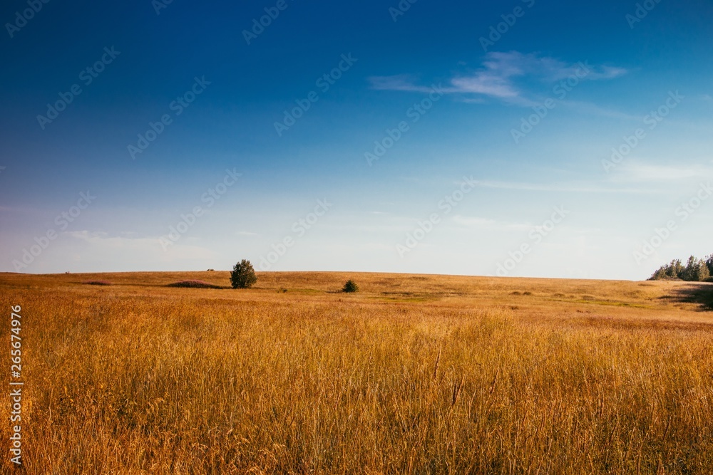 Summer field landscape. Russian open spaces. Field and sky field background Summer field landscape. Russian open spaces. Field and sky field background