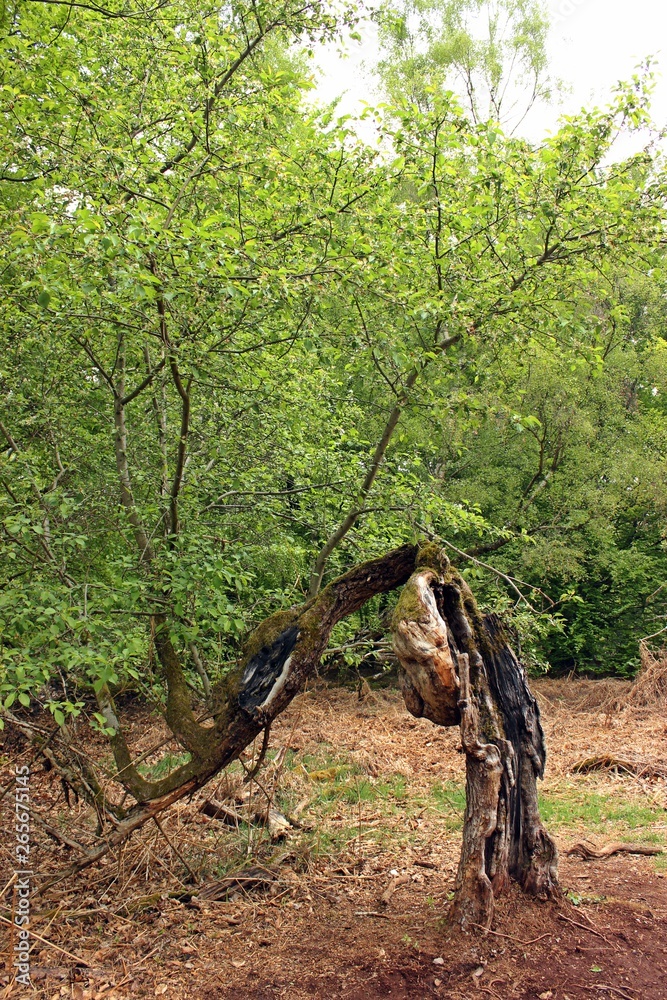 Obraz premium Uralter knorriger Apfelbaum im Urwald Sababurg