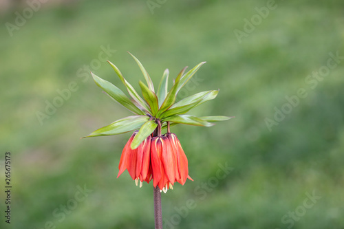 Turkish mountains in the skirts of the opposite lilies. Inverted lilies. Colorful colored tulip in the jungle. Tulip Crying ''Ters Lale'' . Gevas, Van, Turkey. photo