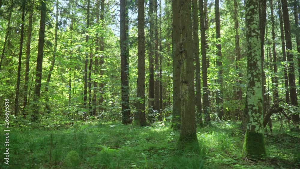 Green mix coniferous and deciduous wood. Forest landscape in summer day Green mix coniferous and deciduous wood. Forest landscape in summer day