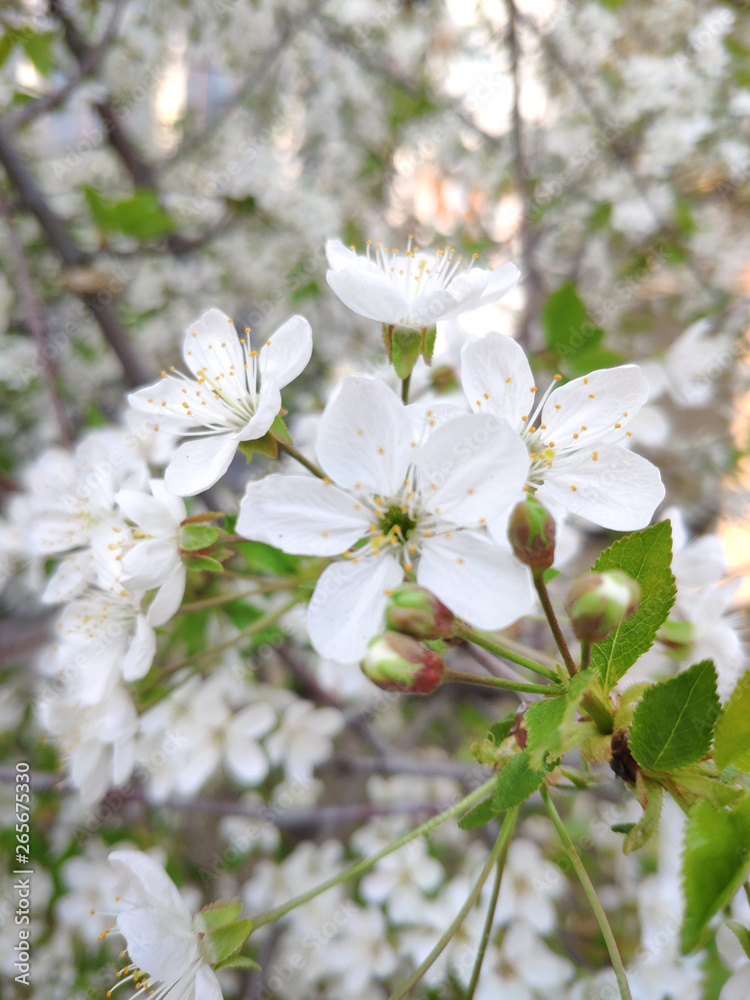 Branch of a cherry tree blossoming with beautiful white flowers. Shallow depth of field.