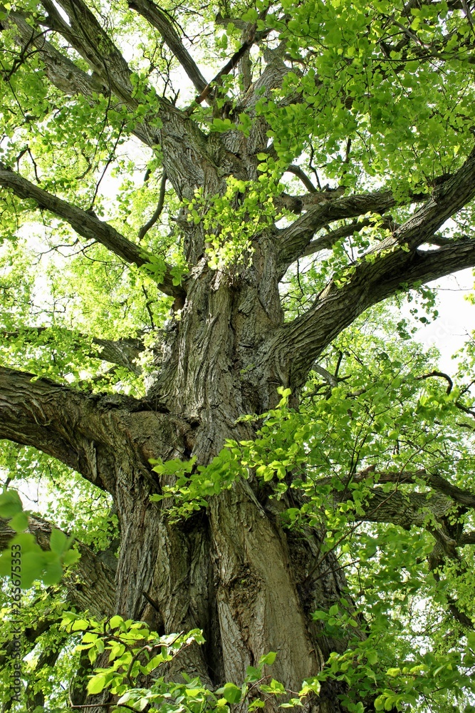 120 Jahre alte Flatterulme (Ulmus laevis) in Nordhessen 120 Jahre alte Flatterulme (Ulmus laevis) in Nordhessen