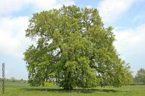 120 Jahre alte Flatterulme (Ulmus laevis) in Nordhessen