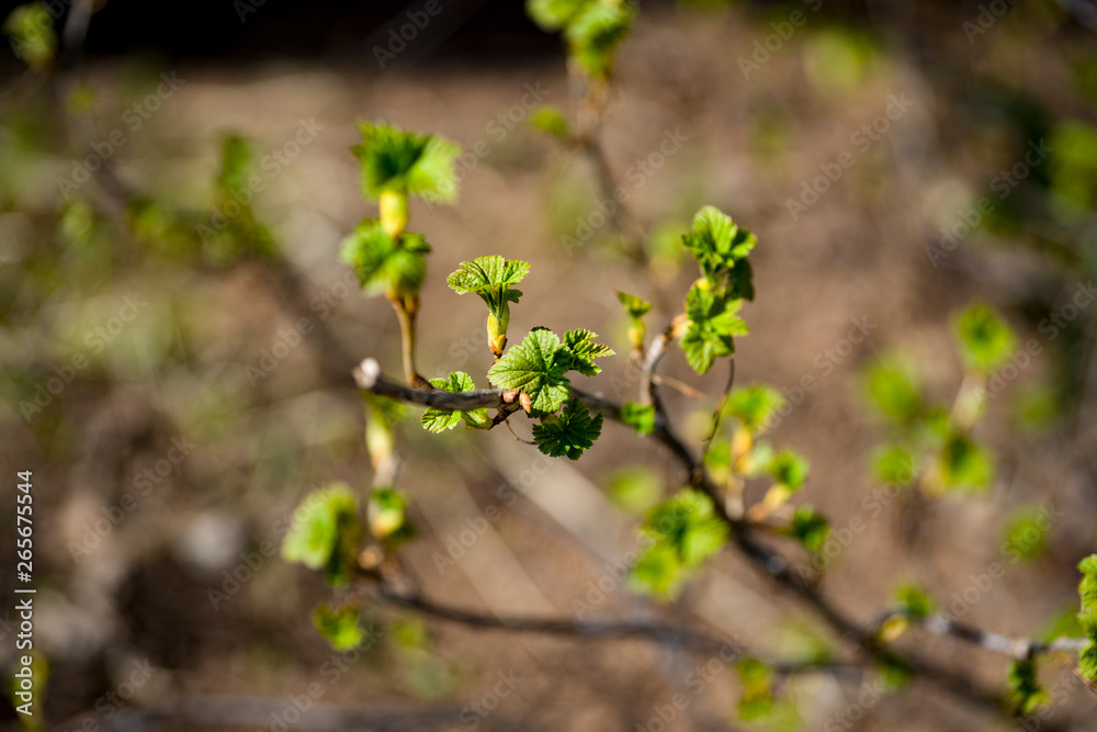 It's spring. Black currant branch with young leaves.