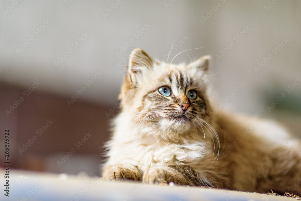 Portrait of a gray kitten with blue eyes, photographed close-up.