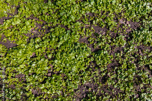 grass cover in the city park. early spring herbs on the ground