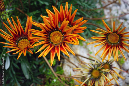 Blumen 03
