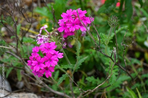Blumen 02