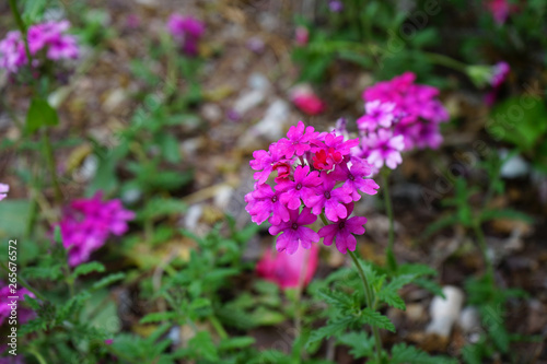 Blumen