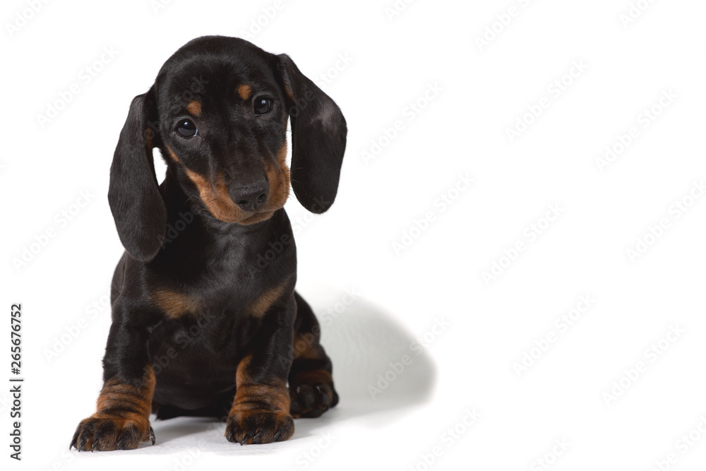 Dachshund puppy sits and stares at the camera on a white background. A place for a label.