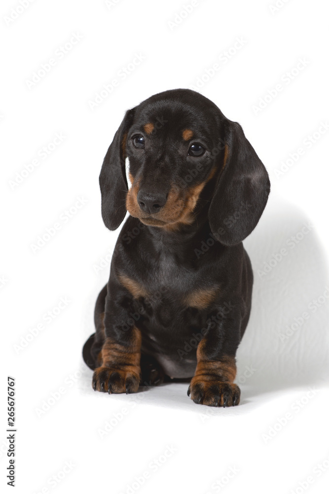 Dachshund puppy sitting and looking away on a white background.