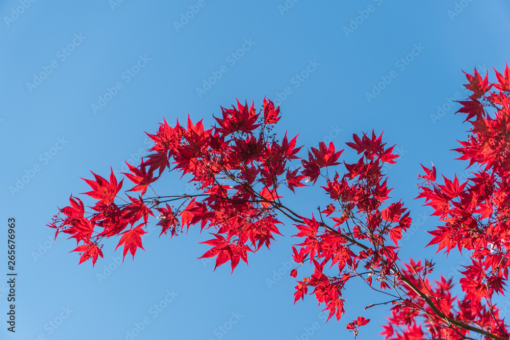 acer maple tree against blue sky acer maple tree against blue sky