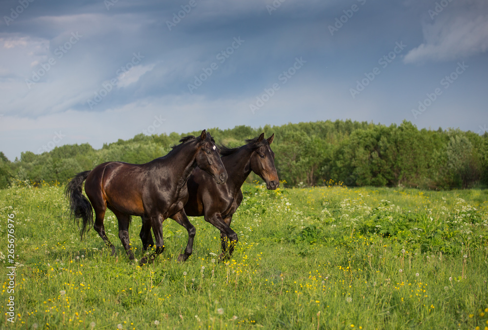 Mustangs before the storm Mustangs before the storm