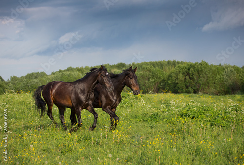Mustangs before the storm © Nadezhda