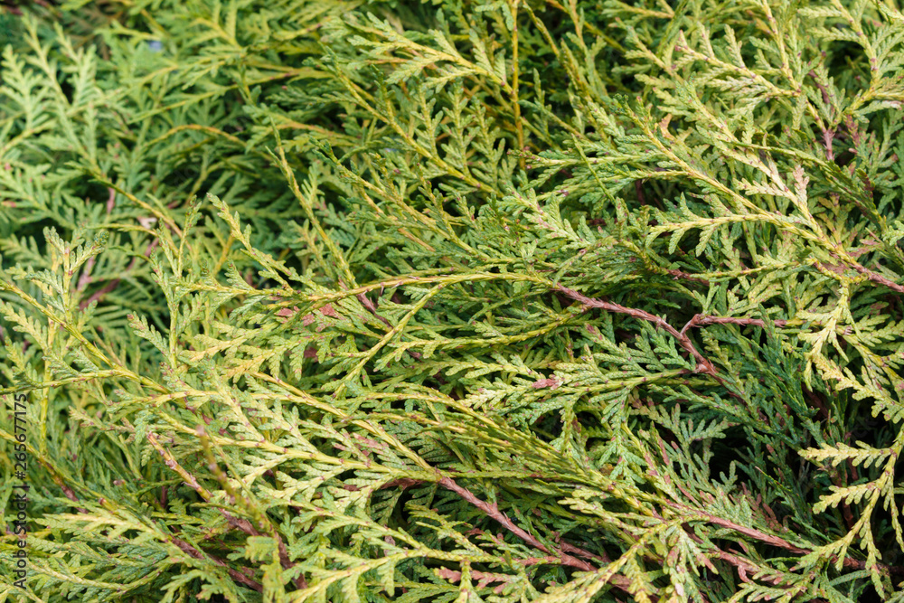 green christmas leaves of Thuja trees with selective focus. Thuja is a genus of coniferous trees. green christmas leaves of Thuja trees with selective focus. Thuja is a genus of coniferous trees.
