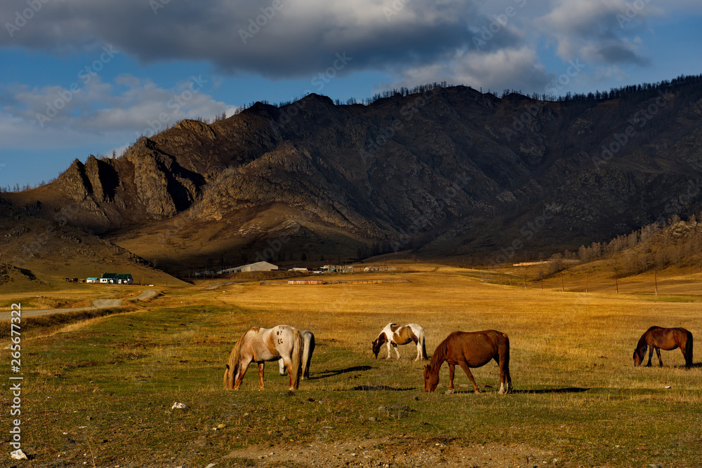 Russia. The South Of Western Siberia. Free pastures in the valleys of the Altai Mountains