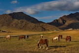 Russia. The South Of Western Siberia. Free pastures in the valleys of the Altai Mountains