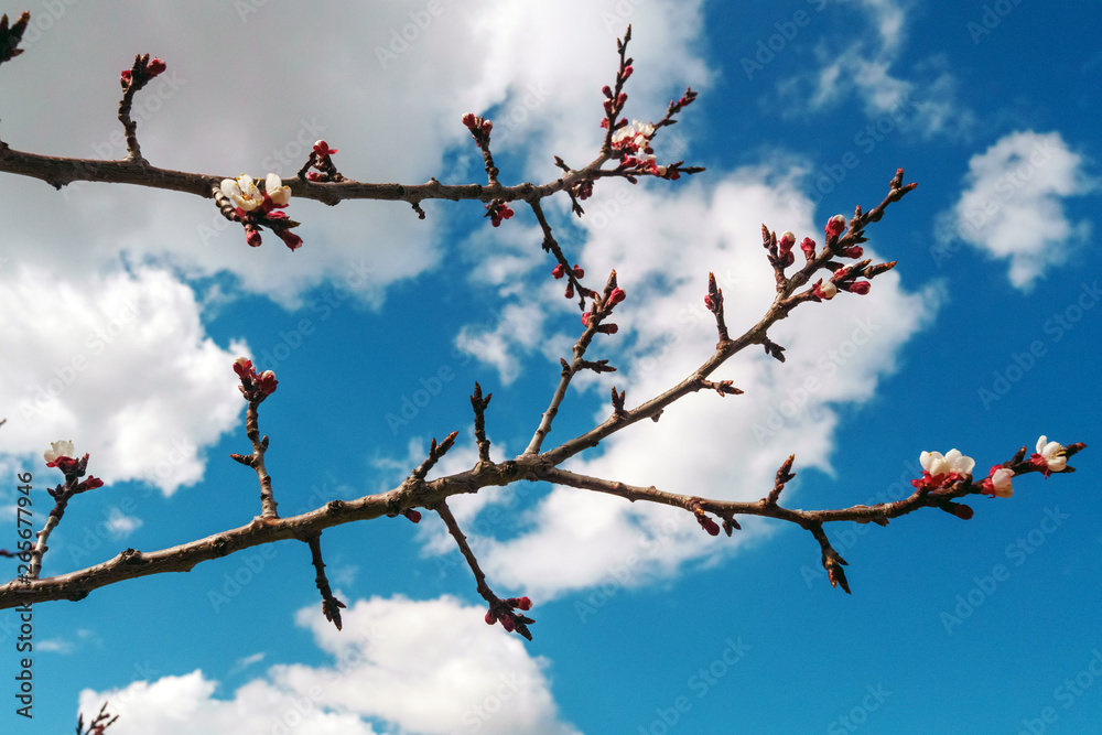 Low angle view tree branch Low angle view tree branch