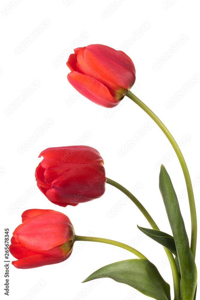 Three red tulips isolated on a white background Three red tulips isolated on a white background