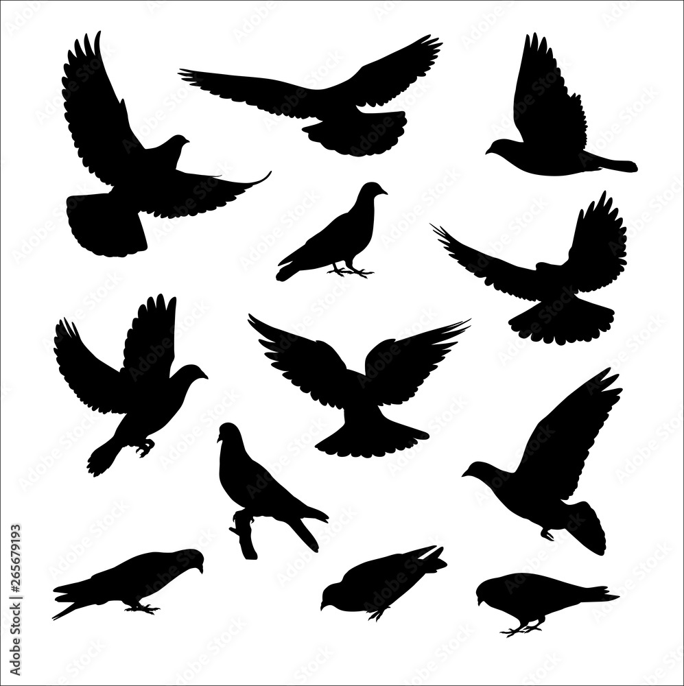 Obraz premium Pingeon silhouettes