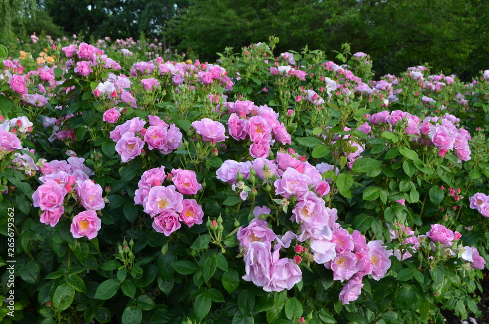 Bush with pink roses and green leaves in a garden in a sunny summer day