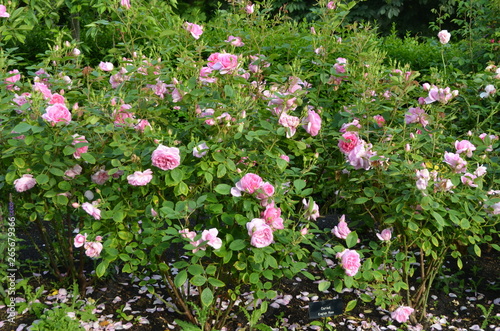 Fototapeta Naklejka Na Ścianę i Meble -  Bush with pink roses and green leaves in a garden in a sunny summer day