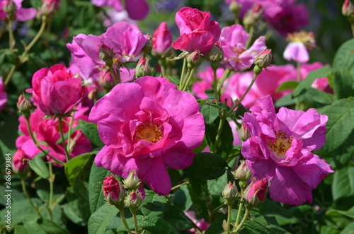 Bush with pink magenta roses and green leaves in a garden in a sunny summer day, floral background