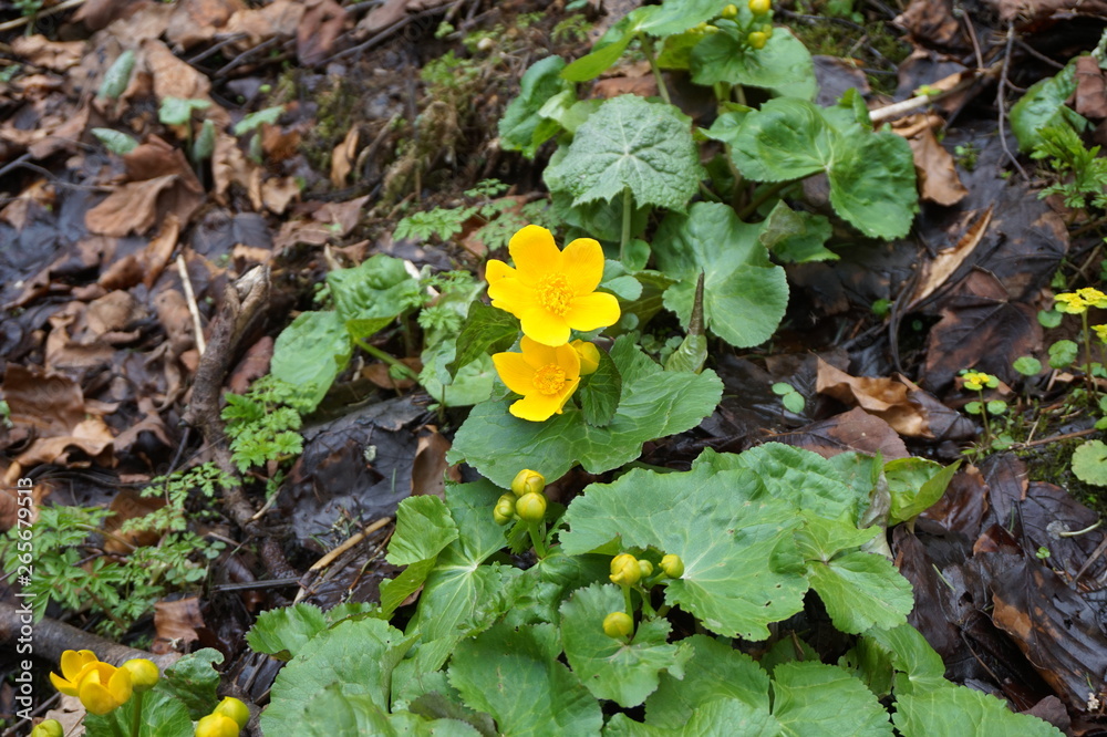 Large yellow marsh marigold flowers, blooming near the creek. Carpathian mountains. Large yellow marsh marigold flowers, blooming near the creek. Carpathian mountains.