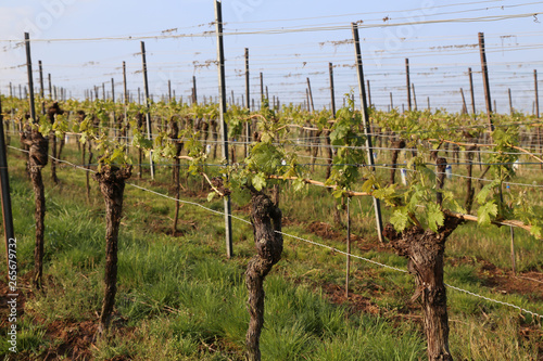 Green Grapes Vines in Vineyard during Spring