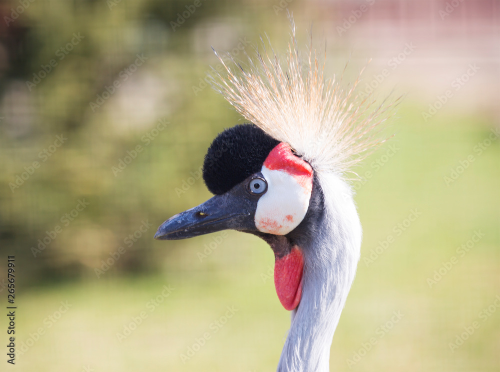 Fototapeta premium Crowned Crane. Crowned crane is a large bird from the family of real cranes, leading a sedentary lifestyle in West and East Africa. The bird is one of Uganda's national symbols and is depicted on its 